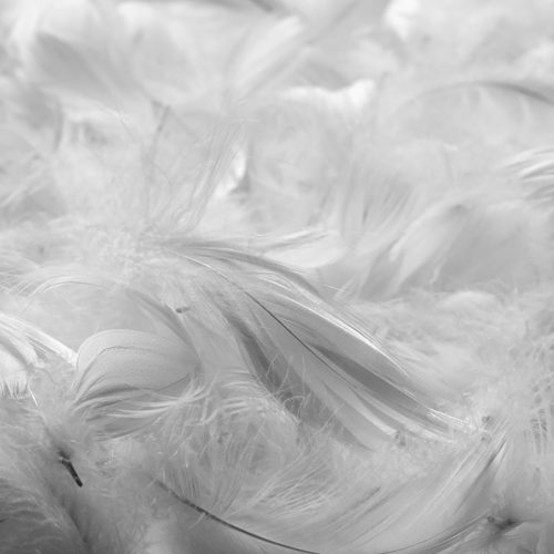 Relleno de pluma, Relleno de plumas de ave