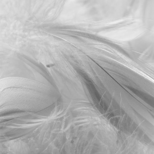 Detalle Relleno de plumas de ave
